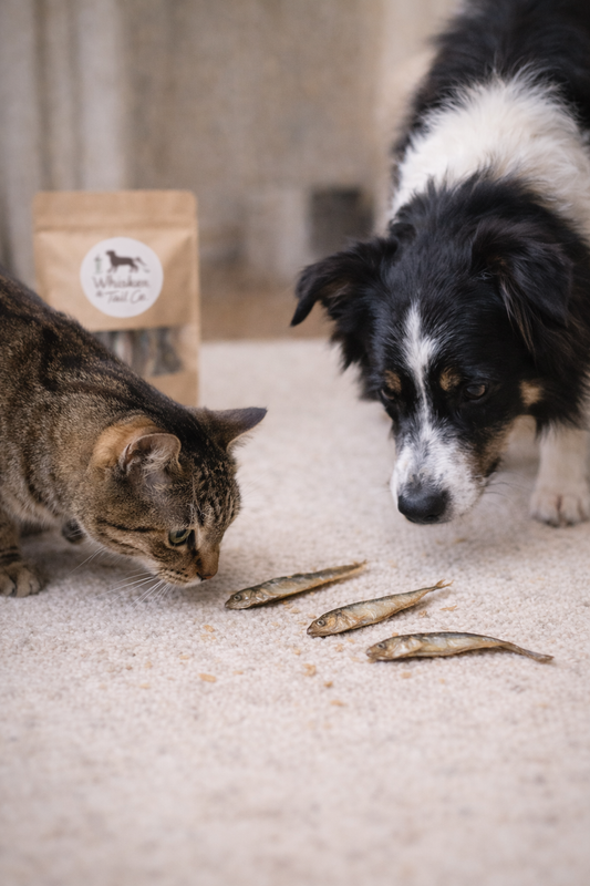 Smelts for Dogs & Cats | Omega-Rich Treat | Whisker & Tail Co.