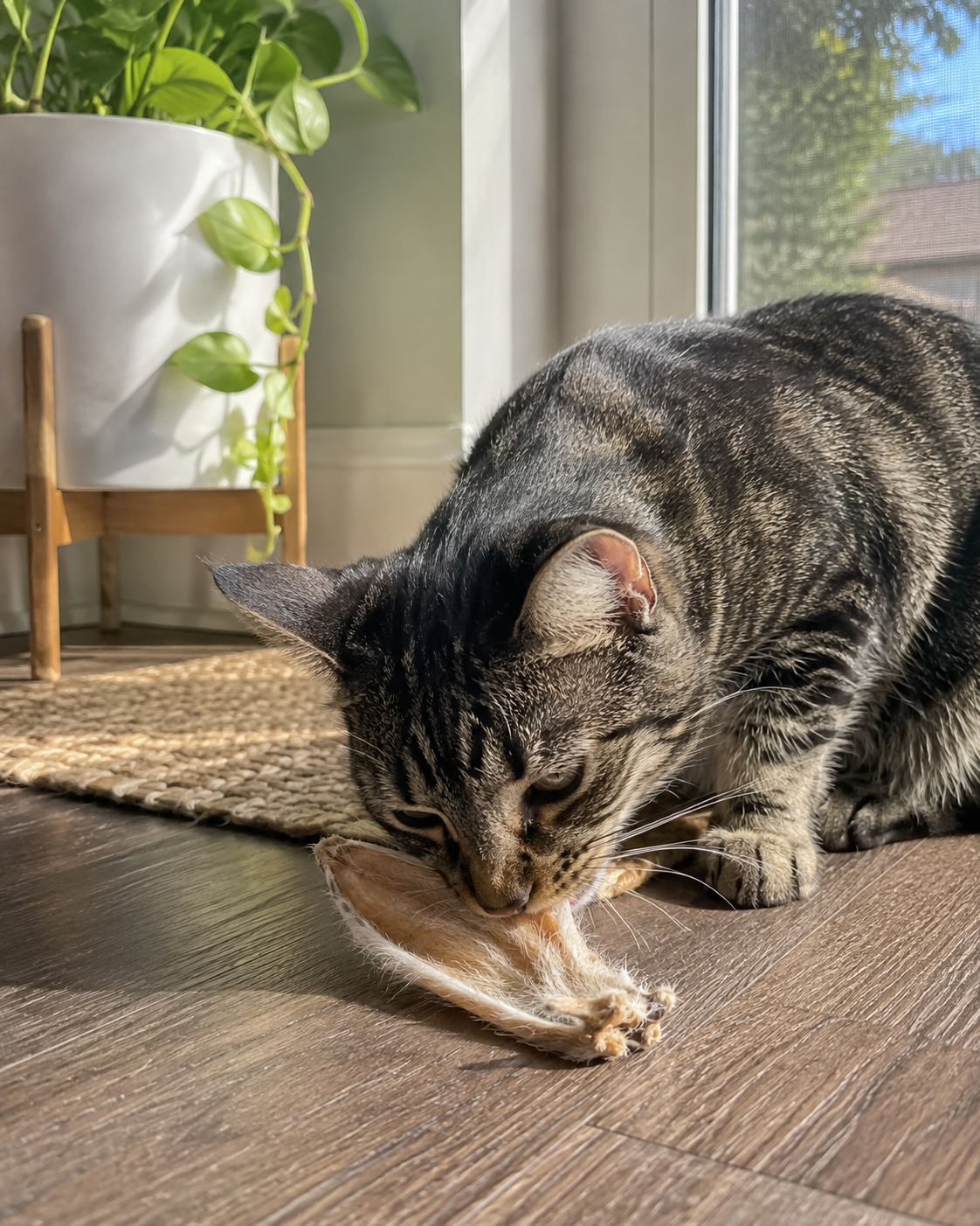 Rabbit Ears for Dogs & Cats | Single-Ingredient Natural Chew | Whisker & Tail Co.