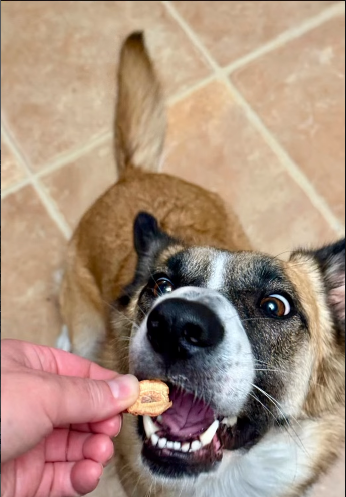 Brown dog enjoying a Whisker & Tail treat