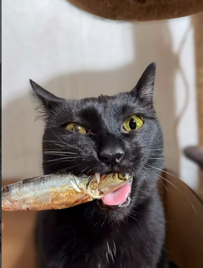 Black cat looking at a whole sardine treat